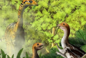 Some young dinosaurs shed teeth, say experts